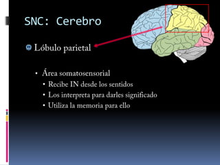 Impulso nervioso: repolarizaciónLa membrana celular necesita repolarizarse para estar lista para la transmisión del próximo impulso nerviosoSe repolariza mediante una BombaP.Ej., la bomba de Na+