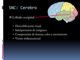 Impulso nervioso: Sinapsis Es la unión entre dos neuronas No están en contacto, deja un espacio entre síAxón de la primera neuronaBotones presinápticosNeurotransmisoresBotones postsinápticosDendritas de la segunda neurona