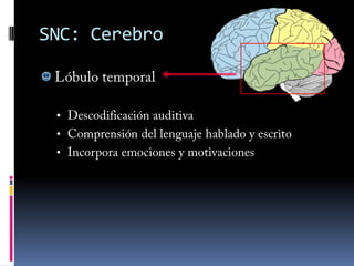 Sistema NerviosoEl SN Central se compone de:Encéfalo