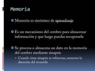 Médula espinalEl SN Periférico se compone de todos los tejidos nerviosos que van del SNC al resto de órganos del cuerpoCerebro