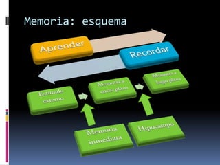 Regula la presión arterialSNC: CerebeloSe encarga de:Coordinación motora (equilibrio, músculos…)