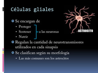 Células glialesEl origen del tejido que forman las neuronas es el ectodermo de la triblástulaPodemos dividirlo en 2 partes:El SN central