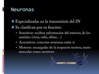 El SN periféricoCélulas glialesSe encargan de Proteger