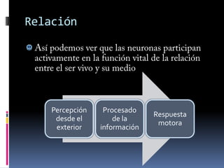 Sostener         a las neuronas