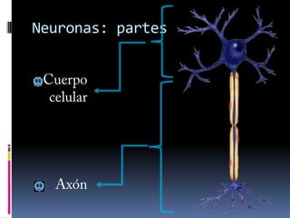 NutrirRegulan la cantidad de neurotransmisores utilizados en cada sinapsisSe clasifican según su morfologíaLas más comunes son los astrocitosNeuronasEspecializadas en la transmisión del INSe clasifican por su función:Sensitivas: reciben información del exterior, de los sentidos (vista, oído, olfato…)