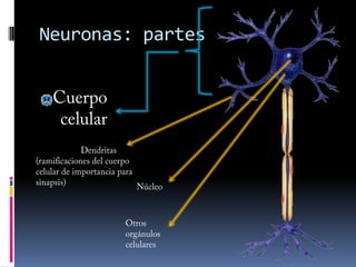 Asociativas: conectan neuronas entre sí