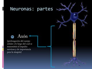 Motoras: encargadas de la respuesta motora, tanto muscular como secretoraRelaciónAsí podemos ver que las neuronas participan activamente en la función vital de la relación entre el ser vivo y su medio