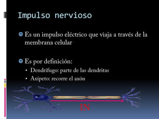 Neuronas: partesCuerpo celular   Axón