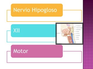Nervio Hipogloso


XII


Motor
 