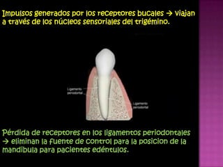 Impulsos generados por los receptores bucales  viajan
a través de los núcleos sensoriales del trigémino.




Pérdida de receptores en los ligamentos periodontales
 eliminan la fuente de control para la posicion de la
mandibula para pacientes edéntulos.
 