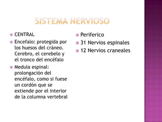    CENTRAL                     Periferico
   Encefalo: protegida por     31 Nervios espinales
    los huesos del cráneo.
                                12 Nervios craneales
    Cerebro, el cerebelo y
    el tronco del encéfalo
   Medula espinal:
    prolongación del
    encéfalo, como si fuese
    un cordón que se
    extiende por el interior
    de la columna vertebral
 