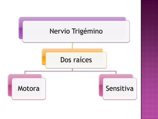 Nervio Trigémino



            Dos raíces



Motora                      Sensitiva
 