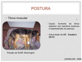 POSTURA 
• Tônus muscular 
Posição de Schiff- Sherrington 
12 
• Causa: Aumento de tônus 
extensor nos membros torácicos 
e hiperextensão do pescoço 
• Grave lesão da ME: Caudal à 
(WHEELER, 1999) 
C6-T2 
 