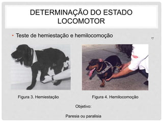 DETERMINAÇÃO DO ESTADO 
LOCOMOTOR 
• Teste de hemiestação e hemilocomoção 
Figura 3. Hemiestação Figura 4. Hemilocomoção 
17 
Objetivo: 
Paresia ou paralisia 
 