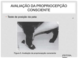 AVALIAÇÃO DA PROPRIOCEPÇÃO 
CONSCIENTE 
• Teste de posição da pata 
Figura 5. Avaliação da propriocepção consciente 
(FEITOSA, 
2004) 
20 
 