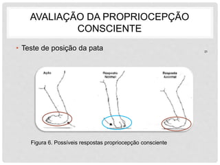 AVALIAÇÃO DA PROPRIOCEPÇÃO 
CONSCIENTE 
• Teste de posição da pata 
Figura 6. Possíveis respostas propriocepção consciente 
21 
 