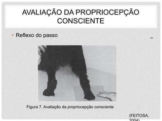 AVALIAÇÃO DA PROPRIOCEPÇÃO 
CONSCIENTE 
• Reflexo do passo 
Figura 7. Avaliação da propriocepção consciente 
(FEITOSA, 
2004) 
22 
 