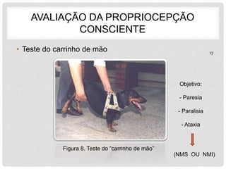 AVALIAÇÃO DA PROPRIOCEPÇÃO 
CONSCIENTE 
• Teste do carrinho de mão 
Figura 8. Teste do “carrinho de mão” 
23 
Objetivo: 
- Paresia 
- Paralisia 
- Ataxia 
(NMS OU NMI) 
 