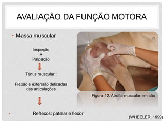 AVALIAÇÃO DA FUNÇÃO MOTORA 
• Massa muscular 
Inspeção 
+ 
Palpação 
Tônus muscular : 
Flexão e extensão delicadas 
das articulações 
27 
Figura 12. Atrofia muscular em cão 
(WHEELER, 1999) 
• Reflexos: patelar e flexor 
 