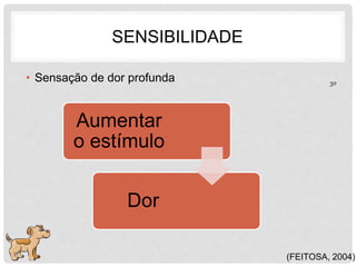 SENSIBILIDADE 
• Sensação de dor profunda 
(FEITOSA, 2004) 
Aumentar 
o estímulo 
Dor 
30 
 