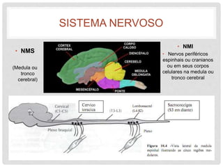 SISTEMA NERVOSO 
• NMS 
(Medula ou 
tronco 
cerebral) 
• NMI 
• Nervos periféricos 
espinhais ou cranianos 
ou em seus corpos 
celulares na medula ou 
tronco cerebral 
 