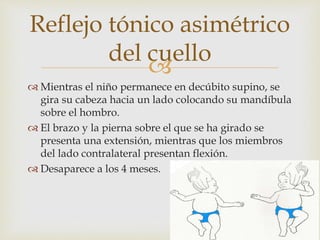 
 Mientras el niño permanece en decúbito supino, se
gira su cabeza hacia un lado colocando su mandíbula
sobre el hombro.
 El brazo y la pierna sobre el que se ha girado se
presenta una extensión, mientras que los miembros
del lado contralateral presentan flexión.
 Desaparece a los 4 meses.
Reflejo tónico asimétrico
del cuello
 