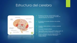 Estructura del cerebro
 El sistema nervioso central (SNC) está
compuesto de dos partes principales: la
médula espinal y el cerebro.
 El cerebro se puede dividir en las partes
siguientes:
 Cerebro (telencéfalo) y corteza cerebral
(córtex).
 Cerebelo (mesencéfalo).
 Diencéfalo, que incluye, entre otras cosas, la
glándula pituitaria (hipófisis) y el tálamo.
 Tronco cerebral con el mesencéfalo y el
bulbo raquídeo, (médula oblonga o
mielencéfalo).
 