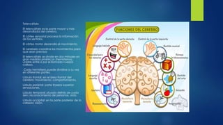 Telencéfalo
El telencéfalo es la parte mayor y más
desarrollada del cerebro.
El córtex sensorial procesa la información
de los sentidos.
El córtex motor desarrolla el movimiento.
El cerebelo coordina los movimientos para
que sean precisos
El telencéfalo se divide en dos mitades en
gran medida simétricas (hemisferios),
unidas entre sí por el llamado cuerpo
calloso.
Cada hemisferio puede dividirse a su vez
en diferentes partes:
Lóbulo frontal: en el área frontal del
cerebro; movimiento, comportamiento.
Lóbulo parietal: parte trasera superior;
sensaciones.
Lóbulo temporal: situado detrás de cada
sien; reconocimiento de personas, oído.
Lóbulo occipital: en la parte posterior de la
cabeza; visión.
 