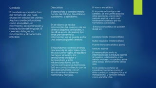 Cerebelo
El cerebelo es una estructura
del tamaño de una nuez,
situado en la base del cráneo,
Aquí se coordinan funciones
como el equilibrio, el
movimiento, la coordinación y
la adquisición del lenguaje. El
cerebelo distingue los
movimientos y almacena los
procesos
Diencéfalo
El diencéfalo o cerebro medio
consta del tálamo, hipotálamo,
subtálamo, y epitálamo.
En el tálamo se recibe
información del cuerpo y de los
diversos órganos sensoriales, y
de allí se envía al cerebro tras
filtrar previamente la
información. Así se puede evitar
una sobrecarga del cerebro.
El hipotálamo controla diversos
procesos de la vida, tales como
el ciclo sueño-vigilia, el equilibro
del agua, el sudor y las
sensaciones de dolor y
temperatura, y está
influenciado tanto por los
nervios como por las hormonas.
Está en contacto directo con la
glándula pituitaria y es un
vínculo entre los sistemas
hormonal y nervioso.
El tronco encefálico
Es la parte más antigua del
cerebro. Se encuentra bajo las
otras secciones, cerca de la
médula espinal, y está casi
totalmente rodeado por los
hemisferios cerebrales.
El tronco encefálico se pueden
dividir en:
Cerebro medio (mesencéfalo)
Bulbo raquídeo (mielencéfalo)
Puente troncoencefálico (pons)
Médula espinal
El mesencéfalo envía la
información de la médula espinal
al cerebro y del cerebro a los
nervios motores, y coordina, entre
otras cosas, el movimiento de los
ojos.
En el cerebro posterior se
coordinan funciones como el
ritmo cardiaco, la respiración y el
metabolismo, y también reflejos
como vómitos y tos.
 