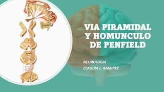 VIA PIRAMIDAL
Y HOMUNCULO
DE PENFIELD
NEUROLOGIA
CLAUDIA L. RAMIREZ
 