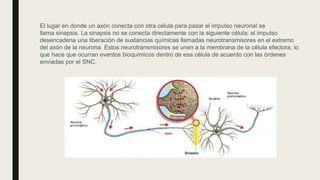El lugar en donde un axón conecta con otra célula para pasar el impulso neuronal se
llama sinapsis. La sinapsis no se conecta directamente con la siguiente célula; el impulso
desencadena una liberación de sustancias químicas llamadas neurotransmisores en el extremo
del axón de la neurona. Estos neurotransmisores se unen a la membrana de la célula efectora, lo
que hace que ocurran eventos bioquímicos dentro de esa célula de acuerdo con las órdenes
enviadas por el SNC.
 