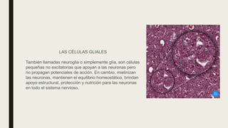 LAS CÉLULAS GLIALES
También llamadas neuroglia o simplemente glía, son células
pequeñas no excitatorias que apoyan a las neuronas pero
no propagan potenciales de acción. En cambio, mielinizan
las neuronas, mantienen el equilibrio homeostático, brindan
apoyo estructural, protección y nutrición para las neuronas
en todo el sistema nervioso.
 