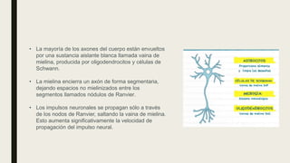 • La mayoría de los axones del cuerpo están envueltos
por una sustancia aislante blanca llamada vaina de
mielina, producida por oligodendrocitos y células de
Schwann.
• La mielina encierra un axón de forma segmentaria,
dejando espacios no mielinizados entre los
segmentos llamados nódulos de Ranvier.
• Los impulsos neuronales se propagan sólo a través
de los nodos de Ranvier, saltando la vaina de mielina.
Esto aumenta significativamente la velocidad de
propagación del impulso neural.
 