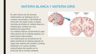 El color blanco de los axones
mielinizados se distingue de los
cuerpos neuronales y dendritas de
color gris. En base a esto, el tejido
nervioso se divide en materia blanca y
materia gris, ambas con una
distribución específica:
•La materia blanca comprende la capa
más externa de la médula espinal y la
parte interna del cerebro.
•La materia gris se encuentra en la
parte central de la médula espinal, la
capa más externa del cerebro (corteza
cerebral) y en varios núcleos
subcorticales del cerebro en lo
profundo de la corteza cerebral.
MATERIA BLANCA Y MATERIA GRIS
 