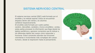 El sistema nervioso central (SNC) está formado por el
encéfalo y la médula espinal. Estos se encuentran
alojados dentro del cráneo y la columna
vertebral respectivamente.
El encéfalo está formado por cuatro partes;
cerebro, diencéfalo, cerebelo y tronco encefálico. Juntas,
estas partes procesan la información que llega desde los
tejidos periféricos y generan comandos que le indican a
los diferentes tejidos del cuerpo cómo responder y
funcionar. Estos comandos abordan las funciones
voluntarias e involuntarias más complejas del cuerpo
humano, desde la respiración hasta el pensamiento.
SISTEMA NERVIOSO CENTRAL
 