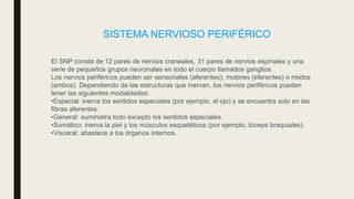 SISTEMA NERVIOSO PERIFÉRICO
El SNP consta de 12 pares de nervios craneales, 31 pares de nervios espinales y una
serie de pequeños grupos neuronales en todo el cuerpo llamados ganglios.
Los nervios periféricos pueden ser sensoriales (aferentes), motores (eferentes) o mixtos
(ambos). Dependiendo de las estructuras que inervan, los nervios periféricos pueden
tener las siguientes modalidades:
•Especial: inerva los sentidos especiales (por ejemplo, el ojo) y se encuentra solo en las
fibras aferentes.
•General: suministra todo excepto los sentidos especiales.
•Somático: inerva la piel y los músculos esqueléticos (por ejemplo, bíceps braquiales).
•Visceral: abastece a los órganos internos.
 