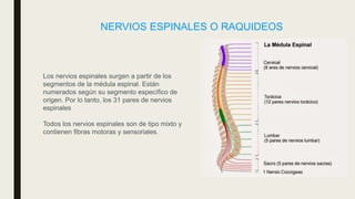 Los nervios espinales surgen a partir de los
segmentos de la médula espinal. Están
numerados según su segmento específico de
origen. Por lo tanto, los 31 pares de nervios
espinales
Todos los nervios espinales son de tipo mixto y
contienen fibras motoras y sensoriales.
NERVIOS ESPINALES O RAQUIDEOS
 