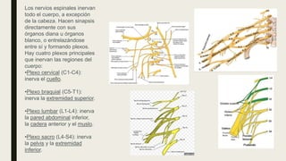 Los nervios espinales inervan
todo el cuerpo, a excepción
de la cabeza. Hacen sinapsis
directamente con sus
órganos diana u órganos
blanco, o entrelazándose
entre sí y formando plexos.
Hay cuatro plexos principales
que inervan las regiones del
cuerpo:
•Plexo cervical (C1-C4):
inerva el cuello.
•Plexo braquial (C5-T1):
inerva la extremidad superior.
•Plexo lumbar (L1-L4): inerva
la pared abdominal inferior,
la cadera anterior y el muslo.
•Plexo sacro (L4-S4): inerva
la pelvis y la extremidad
inferior.
 