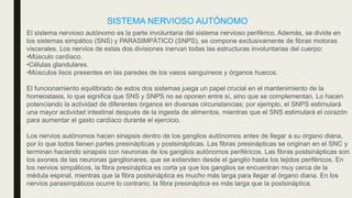 SISTEMA NERVIOSO AUTÓNOMO
El sistema nervioso autónomo es la parte involuntaria del sistema nervioso periférico. Además, se divide en
los sistemas simpático (SNS) y PARASIMPÁTICO (SNPS), se compone exclusivamente de fibras motoras
viscerales. Los nervios de estas dos divisiones inervan todas las estructuras involuntarias del cuerpo:
•Músculo cardíaco.
•Células glandulares.
•Músculos lisos presentes en las paredes de los vasos sanguíneos y órganos huecos.
El funcionamiento equilibrado de estos dos sistemas juega un papel crucial en el mantenimiento de la
homeostasis, lo que significa que SNS y SNPS no se oponen entre sí, sino que se complementan. Lo hacen
potenciando la actividad de diferentes órganos en diversas circunstancias; por ejemplo, el SNPS estimulará
una mayor actividad intestinal después de la ingesta de alimentos, mientras que el SNS estimulará el corazón
para aumentar el gasto cardíaco durante el ejercicio.
Los nervios autónomos hacen sinapsis dentro de los ganglios autónomos antes de llegar a su órgano diana,
por lo que todos tienen partes presinápticas y postsinápticas. Las fibras presinápticas se originan en el SNC y
terminan haciendo sinapsis con neuronas de los ganglios autónomos periféricos. Las fibras postsinápticas son
los axones de las neuronas ganglionares, que se extienden desde el ganglio hasta los tejidos periféricos. En
los nervios simpáticos, la fibra presináptica es corta ya que los ganglios se encuentran muy cerca de la
médula espinal, mientras que la fibra postsináptica es mucho más larga para llegar al órgano diana. En los
nervios parasimpáticos ocurre lo contrario; la fibra presináptica es más larga que la postsináptica.
 