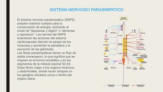 SISTEMA NERVIOSO PARASIMPATICO
El sistema nervioso parasimpático (SNPS)
prepara nuestros cuerpos para la
conservación de energía, activando el
modo de "descansar y digerir" o "alimentar
y reproducir". Los nervios del SNPS
enlentecen las acciones del sistema
cardiovascular desvían la sangre de los
músculos y aumentan la peristalsis y la
secreción de las glándulas.
Las fibras parasimpáticas tienen un flujo de
salida craneosacro, lo que significa que se
originan en el tronco encefálico y en los
segmentos de la médula espinal S2-S4.
Estas fibras viajan a los órganos torácicos
y abdominales, donde hacen sinapsis en
los ganglios ubicados cerca o dentro del
órgano diana.
 