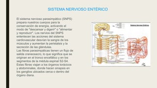 SISTEMA NERVIOSO ENTÉRICO
El sistema nervioso parasimpático (SNPS)
prepara nuestros cuerpos para la
conservación de energía, activando el
modo de "descansar y digerir" o "alimentar
y reproducir". Los nervios del SNPS
enlentecen las acciones del sistema
cardiovascular desvían la sangre de los
músculos y aumentan la peristalsis y la
secreción de las glándulas.
Las fibras parasimpáticas tienen un flujo de
salida craneosacro, lo que significa que se
originan en el tronco encefálico y en los
segmentos de la médula espinal S2-S4.
Estas fibras viajan a los órganos torácicos
y abdominales, donde hacen sinapsis en
los ganglios ubicados cerca o dentro del
órgano diana.
 