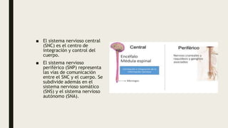 ■ El sistema nervioso central
(SNC) es el centro de
integración y control del
cuerpo.
■ El sistema nervioso
periférico (SNP) representa
las vías de comunicación
entre el SNC y el cuerpo. Se
subdivide además en el
sistema nervioso somático
(SNS) y el sistema nervioso
autónomo (SNA).
 