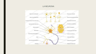 LA NEURONA
 