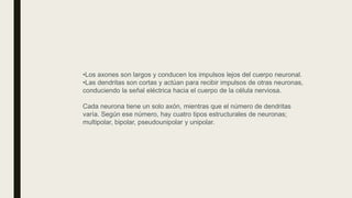 •Los axones son largos y conducen los impulsos lejos del cuerpo neuronal.
•Las dendritas son cortas y actúan para recibir impulsos de otras neuronas,
conduciendo la señal eléctrica hacia el cuerpo de la célula nerviosa.
Cada neurona tiene un solo axón, mientras que el número de dendritas
varía. Según ese número, hay cuatro tipos estructurales de neuronas;
multipolar, bipolar, pseudounipolar y unipolar.
 