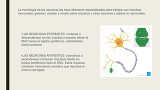 La morfología de las neuronas las hace altamente especializadas para trabajar con impulsos
neuronales; generan, reciben y envían estos impulsos a otras neuronas y tejidos no neuronales.
•LAS NEURONAS EFERENTES (motoras o
descendentes) envían impulsos neurales desde el
SNC hacia los tejidos periféricos, indicándoles
cómo funcionar.
•LAS NEURONAS AFERENTES (sensitivas o
ascendentes) conducen impulsos desde los
tejidos periféricos hacia el SNC. Estos impulsos
contienen información sensitiva que describe el
entorno del tejido.
 