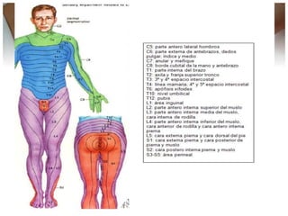 Escala de Fuerza MuscularDaniel’s
           Gradaciones musculares                  Descripción
 5- NORMAL               ...