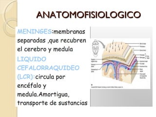 ANATOMOFISIOLOGICO 