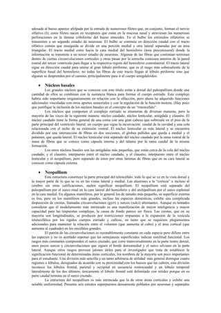 adosada al hueso aparece afelpada por la entrada de numerosos filetes que, en conjunto, forman el nervio
olfativo (I); estos filetes nacen en receptores que están en la mucosa nasal y atraviesan las numerosas
perforaciones en la lámina cribiforme del hueso etmoides. En el bulbo los estímulos olfatorios se
transmiten a un segundo estadio de neuronas. El bulbo se continúa en dirección caudal con el tracto
olfativo común que enseguida se divide en una porción medial y otra lateral separadas por un área
triangular. El tracto medial corre hacia la cara medial del hemisferio (área precomisural) donde la
información se transmite a un tercer estadio de neuronas. Algunas de las fibras que continúan terminan
dentro de ciertas circunvoluciones corticales y otras pasan por la estrecha comisura anterior de la pared
rostral del tercer ventrículo para llegar a la respectiva región del hemisferio contralateral. El tracto lateral
sigue en dirección caudal para unirse al gran lóbulo piriforme, que es el rasgo más sobresaliente de la
superficie basal del hemisferio; no todas las fibras de este tracto llegan al lóbulo piriforme sino que
algunas se desprenden por el camino, principalmente para ir al cuerpo amigdaloideo.

    •    Núcleos basales
         Los grandes núcleos que se conocen con este título están a dorsal del paleopallium donde una
cantidad de ellos se combinan con la sustancia blanca para formar el cuerpo estriado. Este complejo
habría sido importante originariamente en relación con la olfacción, pero ahora ha adquirido funciones
adicionales vinculadas con otros aportes sensoriales y con la regulación de la función motora. (Hay poco
que justifique la inclusión de los núcleos basales en el concepto de un “rinencéfalo”.
         Los núcleos que componen el complejo estriado se enumeran de diversas maneras, pero la
mayoría de las veces de la siguiente manera: núcleo caudado, núcleo lenticular, amígdala y claustro. El
núcleo caudado tiene la forma general de una coma con una gran cabeza que sobresale en el piso de la
parte principal del ventrículo lateral, un cuerpo que sigue la incurvación caudal de la cavidad y una cola
relacionada con el techo de su extensión ventral. El núcleo lenticular es más lateral y se encuentra
dividido por una intersección de fibras en dos secciones, el globus pallidus que queda a medial y el
putamen, que queda lateral. El núcleo lenticular está separado del núcleo caudado por la rama rostral de la
masa de fibras que se conoce como cápsula interna y del tálamo por la rama caudal de la misma
formación.
         Los otros núcleos basales son las amígdalas más pequeñas, que están cerca de la cola del núcleo
caudado, y el claustro, interpuesto entre el núcleo caudado, y el claustro, interpuesto entre el núcleo
lenticular y el neopallium, pero separado de éstos por otras láminas de fibras que en su cara lateral se
conocen como cápsula externa.

    •    Neopallium
         Esta estructura constituye la parte principal del telencéfalo: todo lo que se ve en la vista dorsal y
la mayor parte de lo que se ve en las vistas lateral y medial. Las alusiones a la “corteza” e incluso al
cerebro sin otras calificaciones, suelen significar neopallium. El neopallium está separado del
paleopallium por el surco rinal en la cara lateral del hemisferio y del archipallium por el surco esplenial
en la cara medial. En algunos mamíferos, por lo general los de tamaño más pequeño, su superficie externa
es lisa, pero en los mamíferos más grandes, incluso las especies domésticas, exhibe una complicada
disposición de crestas, llamadas circunvoluciones (gyri) y surcos (sulci) alternantes. Aunque es tentados
considerar que el modelamiento más intrincado es una manifestación de mayor inteligencia y mayor
capacidad para las respuestas complejas, la causa de fondo parece ser física. Las crestas, que en su
mayoría son longitudinales, se producen por restricciones impuestas a la expansión de la vesícula
telencefálica por los rígidos cuerpos estriado y calloso, en tanto que se requieren plegamientos
adicionales para mantener la relación entre el volumen (que aumenta al cubo) y el área cortical (que
aumenta al cuadrado) en los encéfalos grandes.
         El patrón de las circunvoluciones es razonablemente constante en cada especie pero difiere entre
las especies y no es acertado suponer que las semejanzas superficiales indican similitud funcional. Los
rasgos más constantes comprenden el surco cruzado, que corre transversalmente en la parte rostro dorsal,
unos pocos surcos y circunvoluciones que siguen el borde dorsomedial y el surco silviano en la parte
lateral. Aunque otros rasgos proveen jalones útiles para el investigador que trata de establecer la
significación funcional de determinadas áreas corticales, los nombres de la mayoría son poco importantes
para el estudiante. Una división más sencilla y un tanto arbitraria de utilidad más general distingue cuatro
regiones o lóbulos, designados de acuerdo con su proximidad con los huesos que las cubren; esta división
reconoce los lóbulos frontal, parietal y occipital en secuencia rostrocaudal y un lóbulo temporal
lateralmente de los dos últimos; únicamente el lóbulo frontal está delimitado con nitidez porque en su
parte caudal termina en el surco cruzado.
         La estructura del neopallium es más intrincada que la de otras áreas corticales y exhibe una
notable uniformidad. Presenta seis estratos superpuestos densamente poblados por neuronas y separados
 