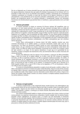 De esto se desprende que el sistema piramidal tiene que estar mejor desarrollado en los primates que en
las especies domésticas, distinción ésta que explica las distintas consecuencias de las lesiones de la vía
piramidal. El daño severo de la vía piramidal causa parálisis completa y permanente de la musculatura
voluntaria contralateral en el hombre, en tanto que los efectos en las especies domésticas se limitan
principalmente a una perturbación de las reacciones posturales contralaterales, pero a los pocos días se
produce una recuperación parcial. Los sistemas piramidal y extrapiramidal cuentan con intrincados
mecanismos de retroalimentación que permiten hacer el monitoreo y ajuste permanentes de la actividad
motora.

    •    Sistema piramidal
          El sistema piramidal se origina en neuronas de diversas regiones del neopallium, pero en
particular en el área motora primaria. Los axones de estas neuronas convergen hacia su salida del
telencéfalo y forman una fracción importante de la cápsula interna; en su pasaje preservan la disposición
ordenada de la representación cortical. Luego continúan por la cara lateral del tálamo hasta entrar en el
pilar cerebral en la superficie ventral del encéfalo; luego de haber recorrido la porción ventral del puente
reaparecen en la superficie como las pirámides del bulbo raquídeo. En este sistema pueden distinguirse
tres grupos de fibras: las fibras corticoespinales que continúan a través del bulbo raquídeo hasta la médula
espinal, las fibras corticobulbares que se desprenden a niveles apropiados del tronco cerebral para llegar a
diversos núcleos de nervios craneanos contralaterales y las fibras corticopónticas que van a diversos
núcleos del puente.
          Ciertas fibras corticoespinales se decusan dentro del bulbo raquídeo, mientras que otras
continúan directamente en la médula espinal y se decusan únicamente cuando están cerca de sus
terminaciones. Las fibras con decusación medular forman un tracto corticoespinal lateral dentro del
cordón lateral y las que continúan sin cruzarse constituyen un tracto corticoespinal ventral dentro del
cordón ventral. Las fibras de ambos tractos finalmente se proyectan en las células de la columna ventral
del lado contrario a su origen. En las especies domésticas, al igual que en la generalidad de los
mamíferos, siempre se interpone una interneurona corta; esta interneurona falta en ciertas conexiones del
sistema del primate.
          Existen otras diferencias entre las especies. En los primates y carnívoros las fibras piramidales
llegan a todos los niveles de la médula espinal; en el perro, cerca del 50% termina en segmentos
cervicales, un 30% en segmentos torácicos y un 20% en segmentos lumbosacrocaudales. En cambio, el
sistema piramidal de los ungulados terminaría a nivel del origen del plexo braquial, aunque existen
indicios de una continuación difusa hasta niveles inferiores dentro del cordón dorsal, vía que, dicho sea de
paso, es favorecida por todo el sistema en los roedores. La proporción de fibras que se decusan en el
bulbo raquídeo también varía, ya que el 50% lo hace en los ungulados, el 75% en los primates y todas o
casi todas lo nacen en el perro y gato.
          El circuito de retroalimentación piramidal se cumple a través del puente, cerebelo y tálamo. Las
fibras corticopónticas terminan en núcleos de la parte ventral del puente; luego los axones de las neuronas
de segundo orden se decusan y pasan dentro de la lámina transversa del puente para entrar en el cerebelo
por su pedúnculo medio. Otras sinapsis sucesivas adicionales ocurren dentro de la corteza y luego en los
núcleos del cerebelo, desde donde el retorno a la corteza cerebral se completa mediante retransmisión en
los núcleos talámicos ventrales.




    •    Sistema extrapiramidal
          El sistema extrapiramidal es más complicado porque entraña diversas vías multisimpáticas que
se retransmiten dentro de una serie de núcleos dispersos por todo el encéfalo, desde el telencéfalo hasta el
bulbo raquídeo. Algunos de estos núcleos son estructuras grandes que se ven a simple vista; otras, en
cambio, son pequeñas o difusas y constituyen un sistema reticular descendente dentro de la formación
reticular del tronco cerebral.
          Este sistema extrapiramidal también se origina en diversas partes de la corteza, incluso en el área
motora primaria, Las estaciones retransmisoras comprenden el núcleo caudado entre los núcleos basales,
pequeños núcleos subtalámicos, la sustancia negra y el núcleo rojo del mesencéfalo, la formación
reticular y la oliva del bulbo raquídeo. Sólo la formación reticular y el núcleo rojo contienen neuronas que
se proyectan directamente (por medio de interneuronas) en las neuronas motoras inferiores del tronco
cerebral y la médula espinal; los otros núcleos, y también algunas neuronas dentro del núcleo rojo, sólo se
proyectan en células de núcleos inferiores de la serie.
 