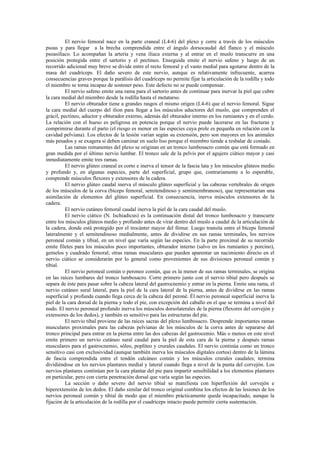El nervio femoral nace en la parte craneal (L4-6) del plexo y corre a través de los músculos
psoas y para llegar a la brecha comprendida entre el ángulo dorsocaudal del flanco y el músculo
psoasilíaco. Lo acompañan la arteria y vena iliaca externa y al entrar en el muslo transcurre en una
posición protegida entre el sartorio y el pectíneo. Enseguida emite el nervio safeno y luego de un
recorrido adicional muy breve se divide entre el recto femoral y el vasto medial para agotarse dentro de la
masa del cuadríceps. El daño severo de este nervio, aunque es relativamente infrecuente, acarrea
consecuencias graves porque la parálisis del cuadríceps no permite fijar la articulación de la rodilla y todo
el miembro se torna incapaz de sostener peso. Este defecto no se puede compensar.
          El nervio safeno emite una rama para el sartorio antes de continuar para inervar la piel que cubre
la cara medial del miembro desde la rodilla hasta el metatarso.
          El nervio obturador tiene a grandes rasgos el mismo origen (L4-6) que el nervio femoral. Sigue
la cara medial del cuerpo del ilion para llegar a los músculos aductores del muslo, que comprenden el
grácil, pectíneo, aductor y obturador externo, además del obturador interno en los rumiantes y en el cerdo.
La relación con el hueso es peligrosa en potencia porque el nervio puede lacerarse en las fracturas y
comprimirse durante el parto (el riesgo es menor en las especies cuya prole es pequeña en relación con la
cavidad pelviana). Los efectos de la lesión varían según su extensión, pero son mayores en los animales
más pesados y se exagera si deben caminar en suelo liso porque el miembro tiende a resbalar de costado.
          Las ramas remanentes del plexo se originan en un tronco lumbosacro común que está formado en
gran medida por el último nervio lumbar. El tronco sale de la pelvis por el agujero ciático mayor y casi
inmediatamente emite tres ramas.
          El nervio glúteo craneal es corto e inerva el tensor de la fascia lata y los músculos glúteos medio
y profundo y, en algunas especies, parte del superficial, grupo que, contrariamente a lo esperable,
comprende músculos flexores y extensores de la cadera.
          El nervio glúteo caudal inerva el músculo glúteo superficial y las cabezas vertebrales de origen
de los músculos de la corva (bíceps femoral, semitendinoso y semimembranoso), que representarían una
asimilación de elementos del glúteo superficial. En consecuencia, inerva músculos extensores de la
cadera.
          El nervio cutáneo femoral caudal inerva la piel de la cara caudal del muslo.
          El nervio ciático (N. Ischiadicus) es la continuación distal del tronco lumbosacro y transcurre
entre los músculos glúteos medio y profundo antes de virar dentro del muslo a caudal de la articulación de
la cadera, donde está protegido por el trocánter mayor del fémur. Luego transita entre el bíceps femoral
lateralmente y el semitendinoso medialmente, antes de dividirse en sus ramas terminales, los nervios
peroneal común y tibial, en un nivel que varía según las especies. En la parte proximal de su recorrido
emite filetes para los músculos poco importantes, obturador interno (salvo en los rumiantes y porcino),
gemelos y cuadrado femoral; otras ramas musculares que pueden aparentar un nacimiento directo en el
nervio ciático se considerarán por lo general como provenientes de sus divisiones peroneal común y
tibial.
          El nervio peroneal común o peroneo común, que es la menor de sus ramas terminales, se origina
en las raíces lumbares del tronco lumbosacro. Corre primero junto con el nervio tibial pero después se
separa de éste para pasar sobre la cabeza lateral del gastrocnemio y entrar en la pierna. Emite una rama, el
nervio cutáneo sural lateral, para la piel de la cara lateral de la pierna, antes de dividirse en las ramas
superficial y profunda cuando llega cerca de la cabeza del peroné. Él nervio peroneal superficial inerva la
piel de la cara dorsal de la pierna y todo el pie, con excepción del caballo en el que se termina a nivel del
nudo. El nervio peroneal profundo inerva los músculos dorsolaterales de la pierna (flexores del corvejón y
extensores de los dedos), y también es sensitivo para las estructuras del pie.
          El nervio tibal proviene de las raíces sacras del plexo lumbosacro. Desprende importantes ramas
musculares proximales para las cabezas pelvianas de los músculos de la corva antes de separarse del
tronco principal para entrar en la pierna entre las dos cabezas del gastrocemio. Más o menos en este nivel
emite primero un nervio cutáneo sural caudal para la piel de esta cara de la pierna y después ramas
musculares para el gastrocnemio, sóleo, poplíteo y crurales caudales. El nervio continúa como un tronco
sensitivo casi con exclusividad (aunque también inerva los músculos digitales cortos) dentro de la lámina
de fascia comprendida entre el tendón calcáneo común y los músculos crurales caudales; termina
dividiéndose en los nervios plantares medial y lateral cuando llega a nivel de la punta del corvejón. Los
nervios plantares continúan por la cara plantar del pie para impartir sensibilidad a los elementos plantares
en particular, pero con cierta penetración dorsal que varía según las especies.
          La sección o daño severo del nervio tibial se manifiesta con hiperflexión del corvejón e
hiperextensión de los dedos. El daño similar del tronco original combina los efectos de las lesiones de los
nervios peroneal común y tibial de modo que el miembro prácticamente queda incapacitado, aunque la
fijación de la articulación de la rodilla por el cuadríceps intacto puede permitir cierta sustentación.
 
